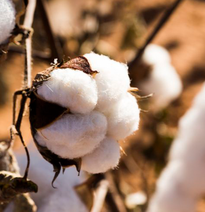 Cotton
