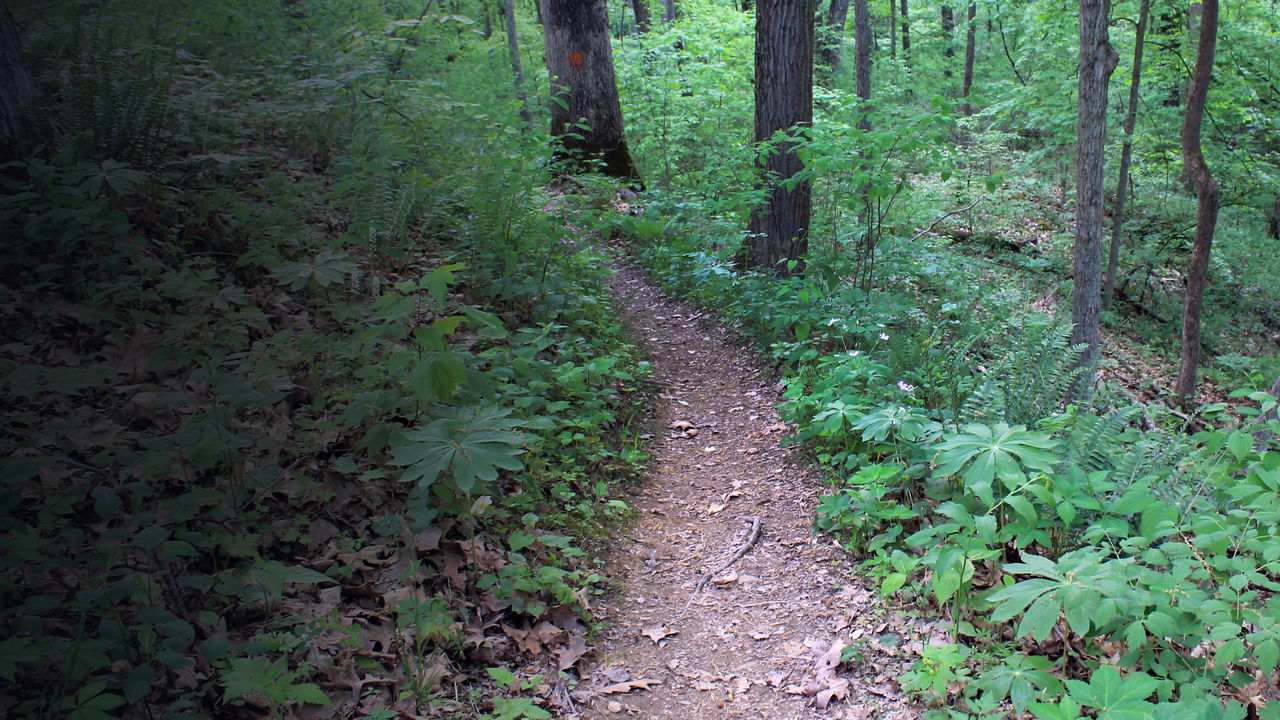 Zaleski State Forest Hike Backpacking Trail