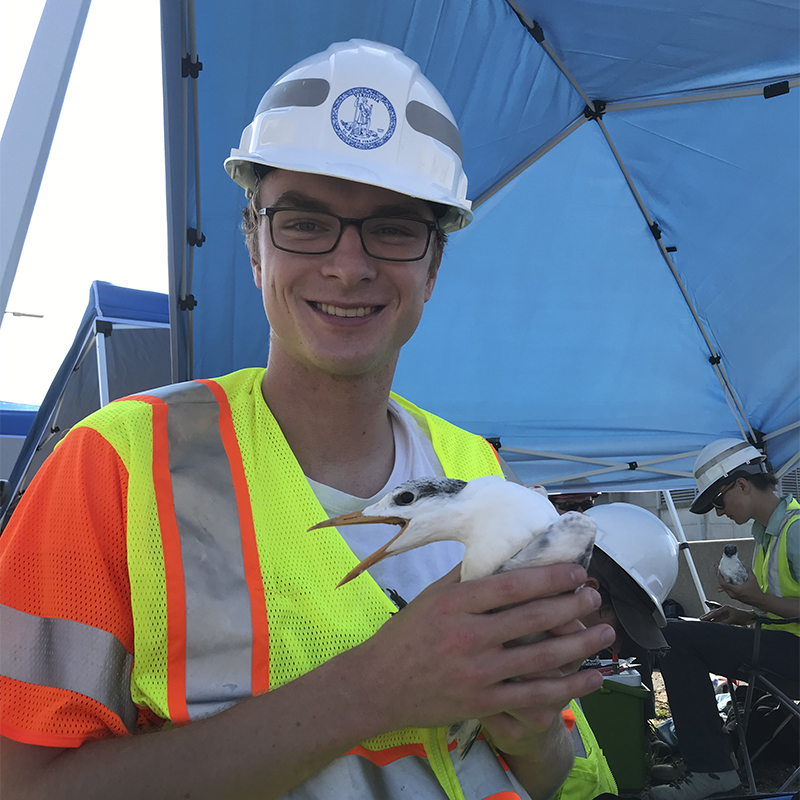 Andrew Rapp assisting Royal Tern banding on the Hampton Roads Bridge Tunnel