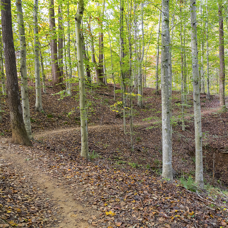 A view of the trails in Virginia’s Preddy Creek Park