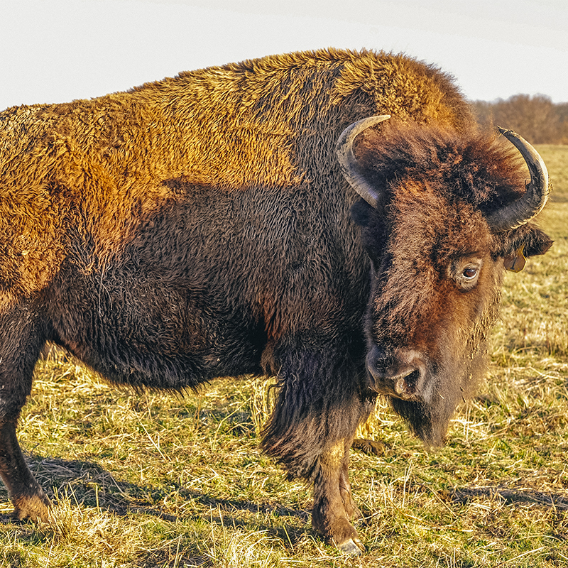 A bison is seen in Battelle Darby Creek Metro Park 