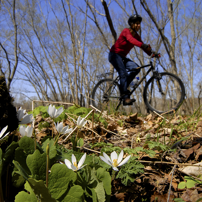 A woman rides her bike on the Hockhocking Adena Bikeway