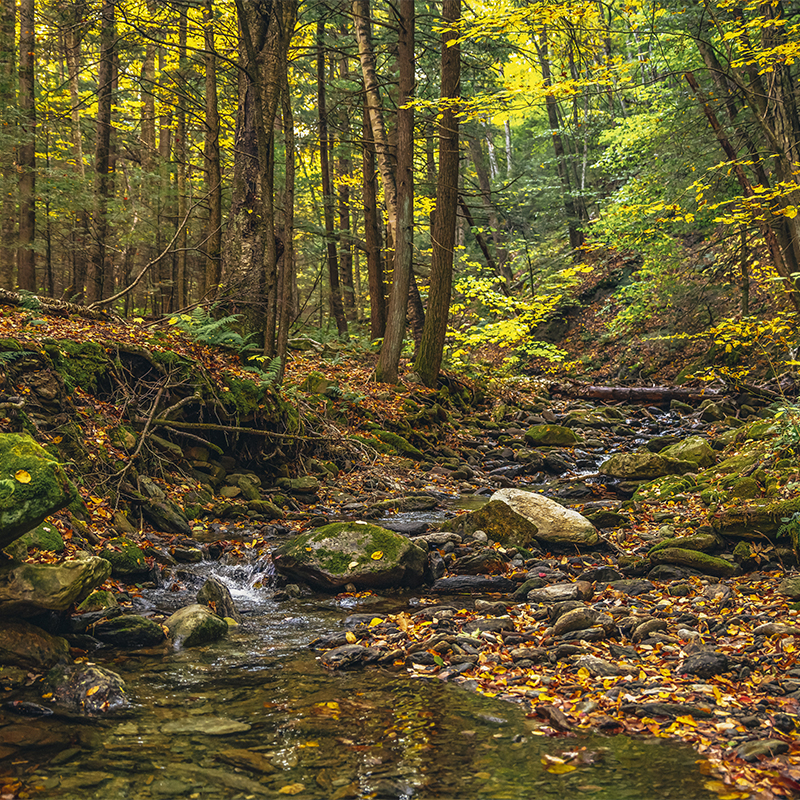 A stream in the woods of Mount Greylock.
