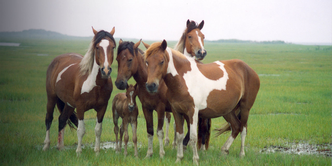 Band of horses in the saltmarsh at Assateague Island National Seashore.