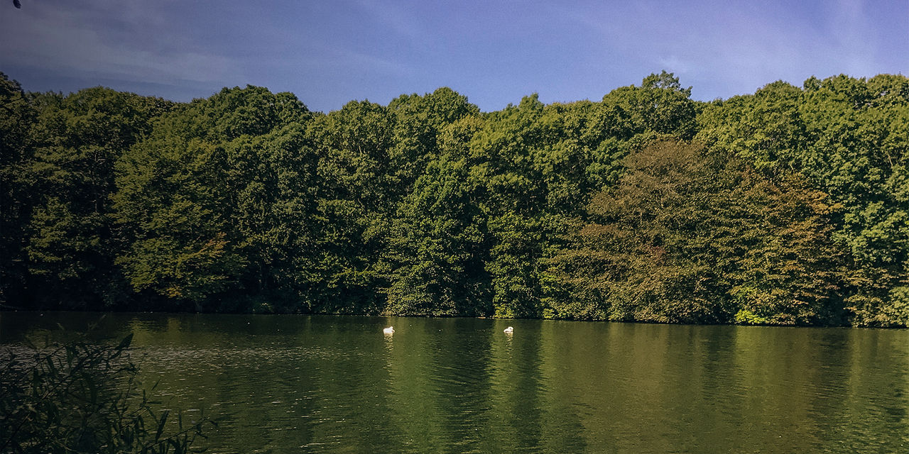 A view from Blydenburgh state park lake 