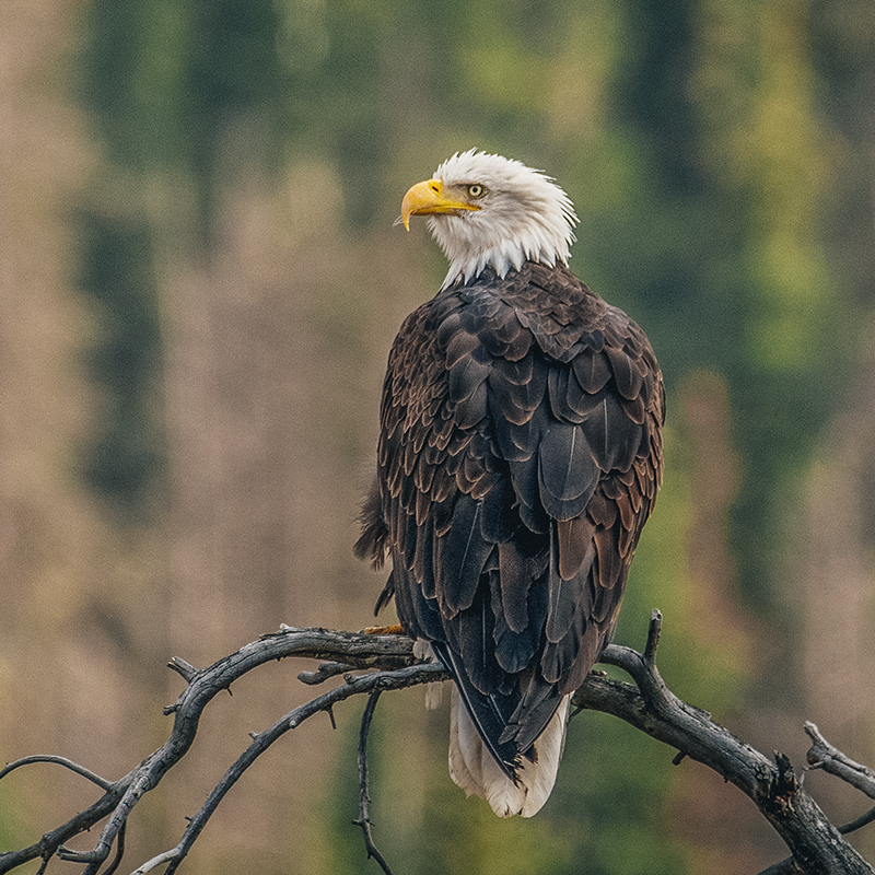 A Bald Eagle of the Rocky Mountains, Colorado