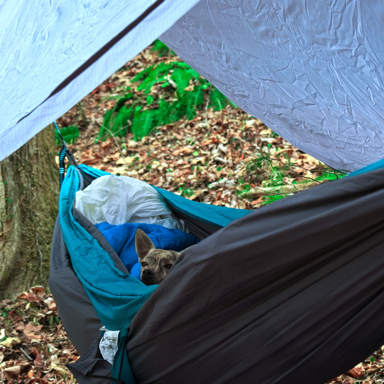 Brindle chihuahua laying in a hammock in the Cohutta Wilderness mountains in North Georgia