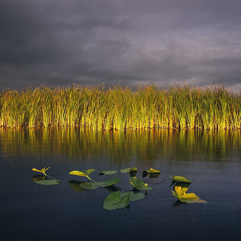 A view of a marsh along the Florida Trail