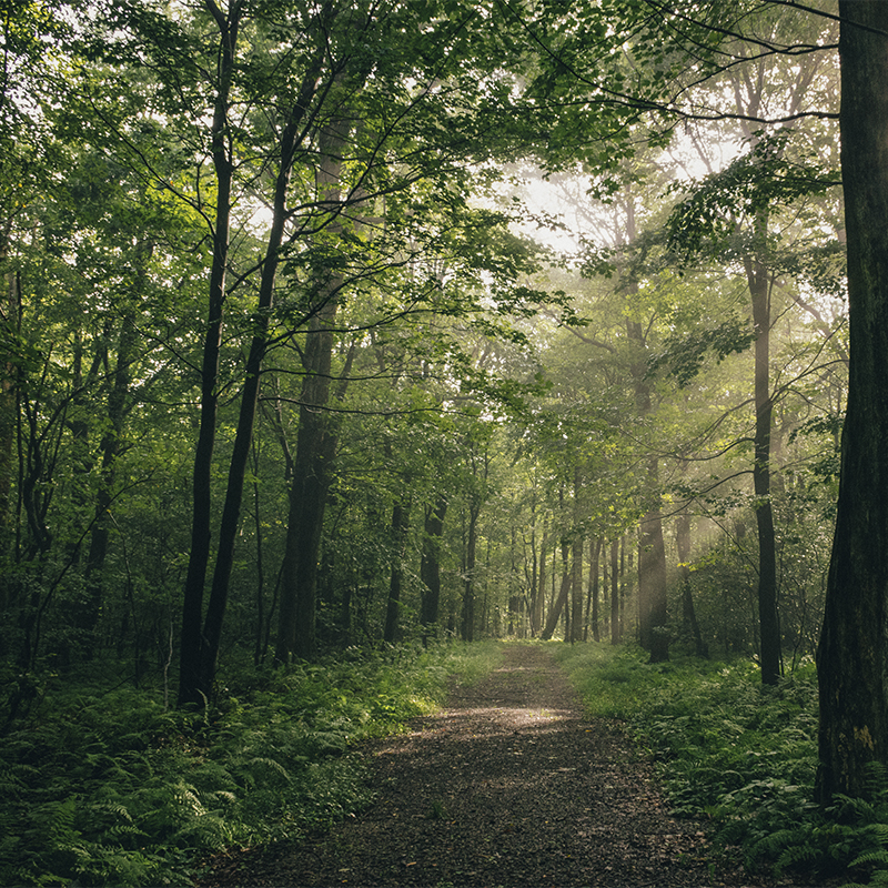 A forest view of the Potomac Heritage trail