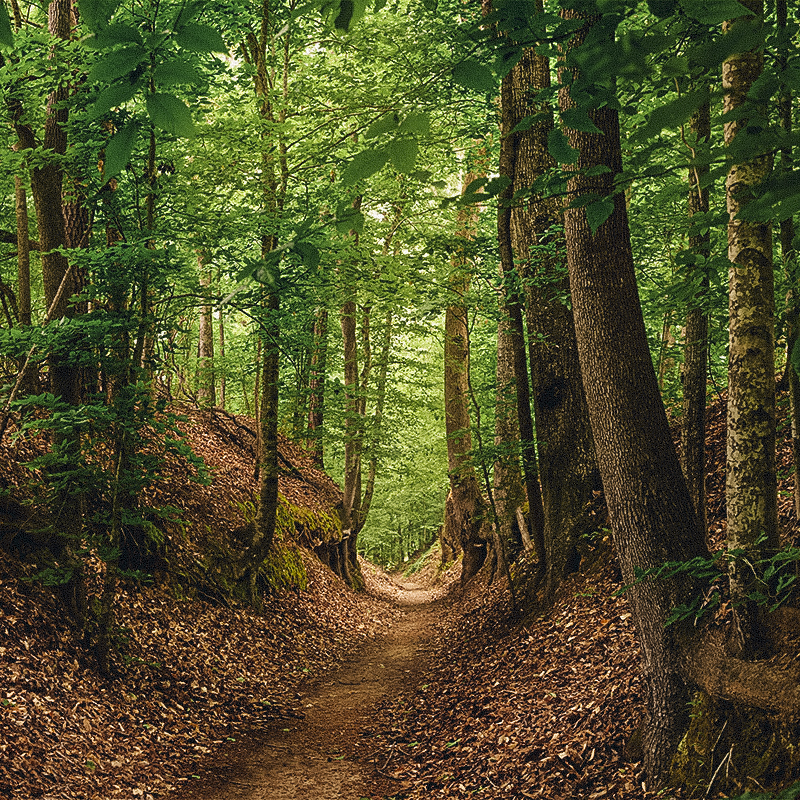 A view of trees and a path along the Natchez Trace trail