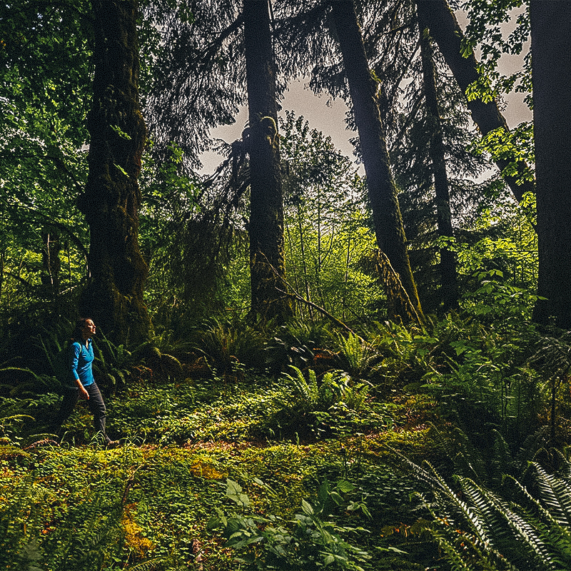 A woman hiking along the Pacific Northwest trail
