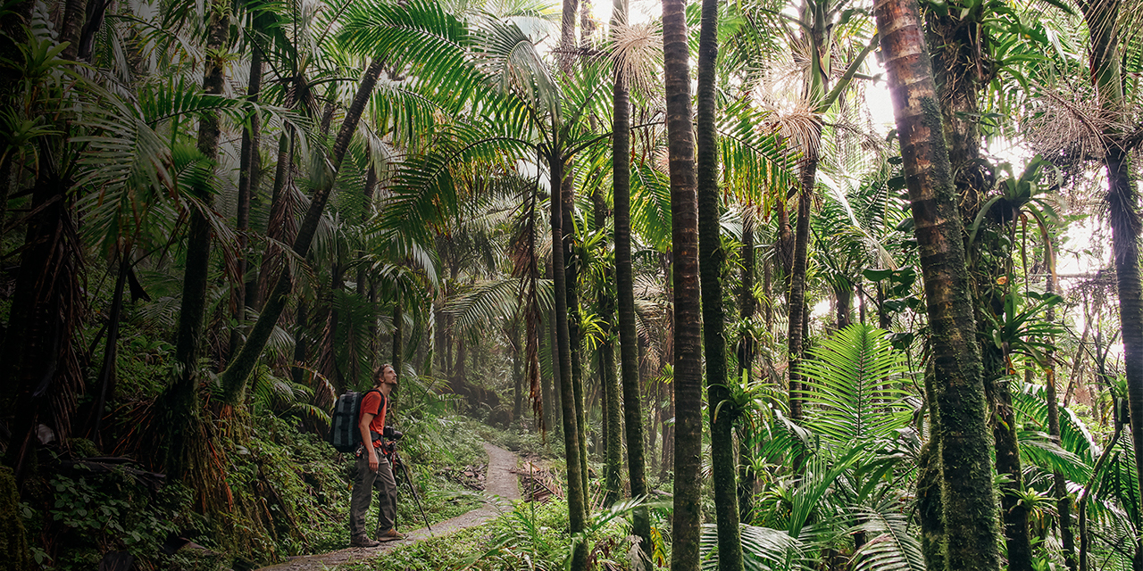 A man looks on at El Yunque in Puerto Rico