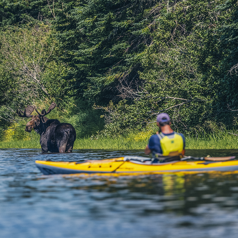 A man paddles a kayak past a moose on the Penobscot River in Northern Maine. This river is part of the Northern Forest Canoe Trail.