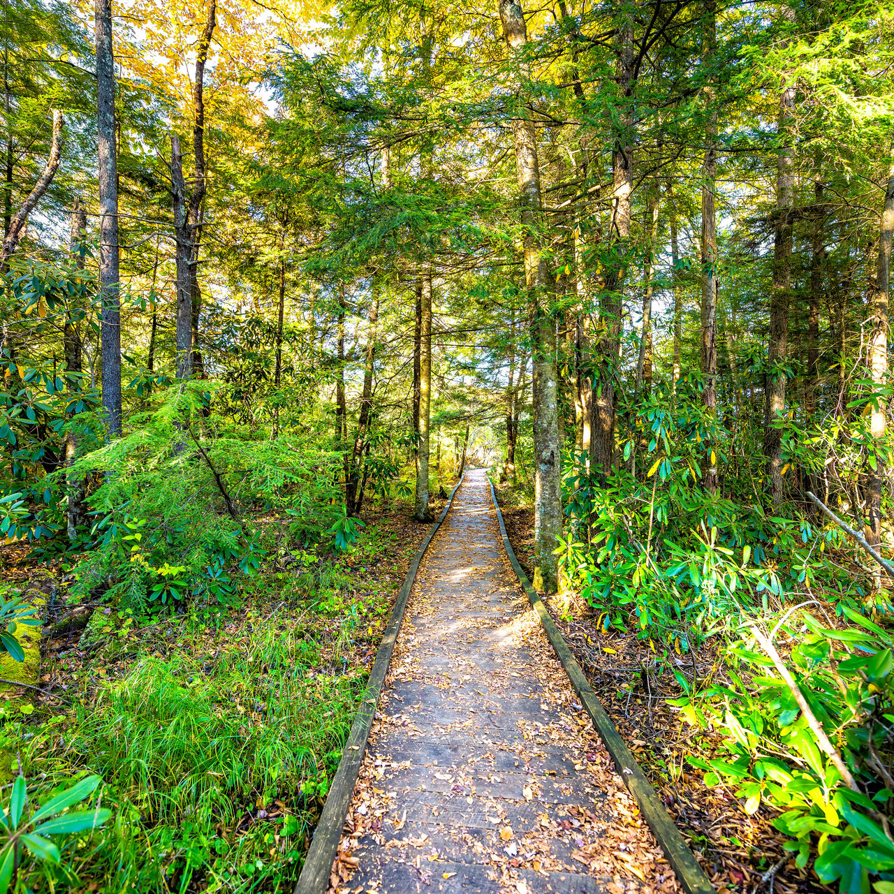 View in jungle pine forest path with wooden boardwalk trail in autumn fall season at sunset in Cranberry Glades Wilderness in West Virginia