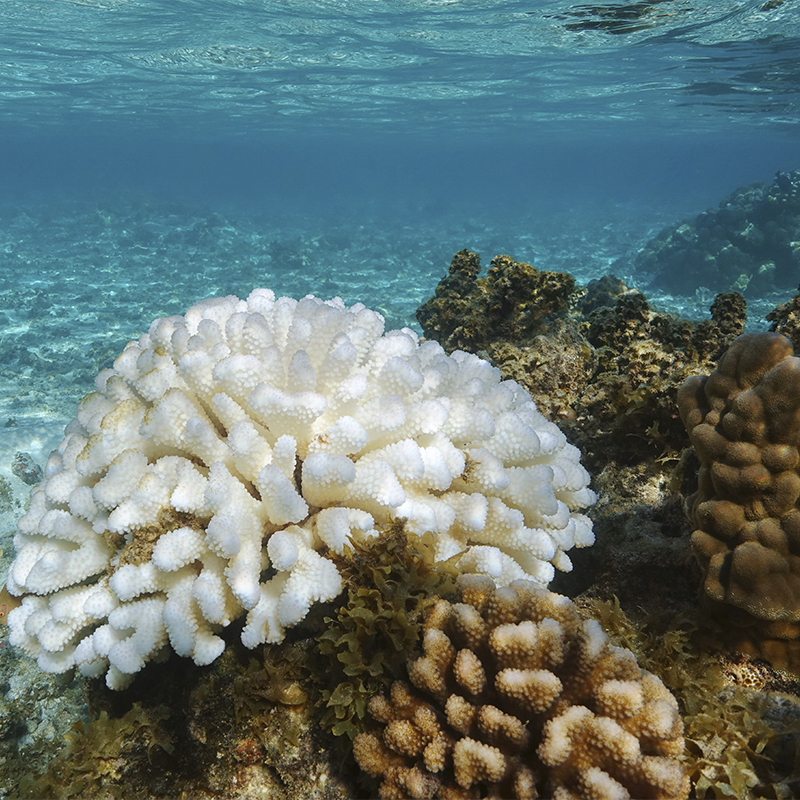 National Marine Sanctuary of American Samoa