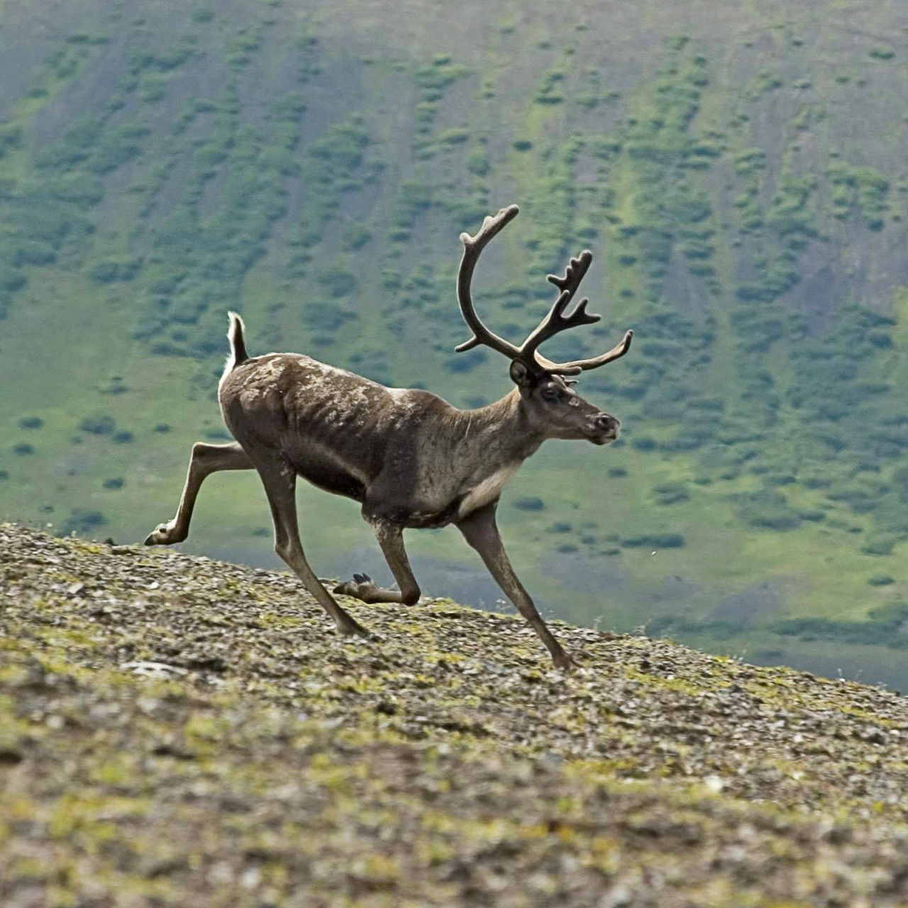 Caribou running in Aniakchak Caldera.