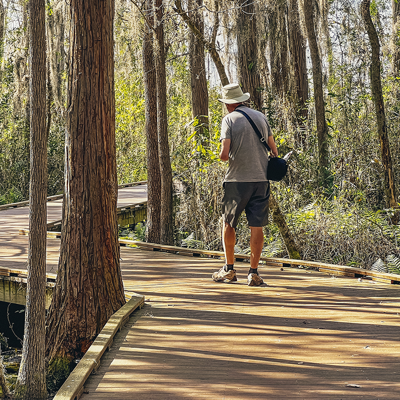 A man stops to take photos an alligator along Chesser Island boardwalk at the Okefenokee National Wildlife Refuge near Folkston, Georgia.