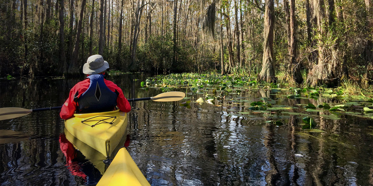 A couple in kayaks paddling through the great blackwater swamp at Okefenokee national wildlife refuge near Folson, Georgia USA.