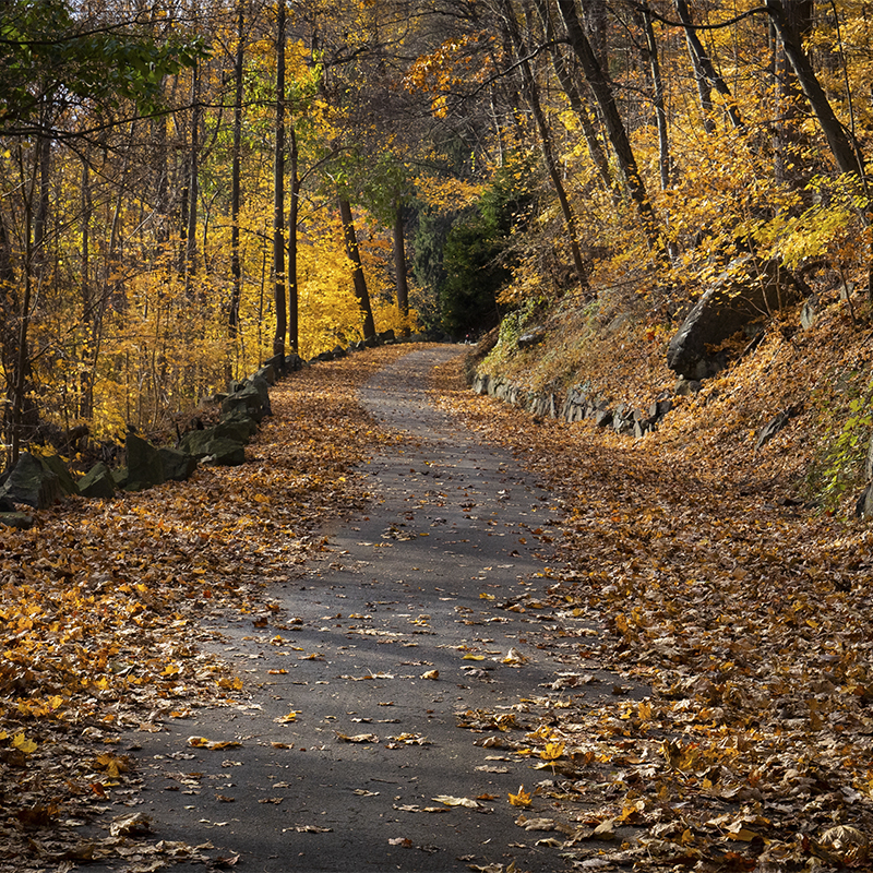 Colorful fall foliage surrounds a road at New Jersey's Palisades Interstate Park. 