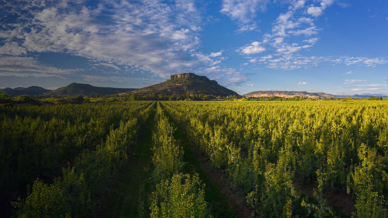 A view from a field of Table Rock in Oregon