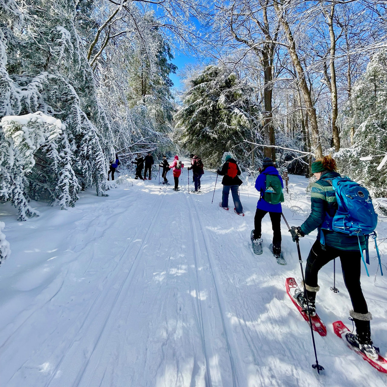 Women snowshoe in the woods