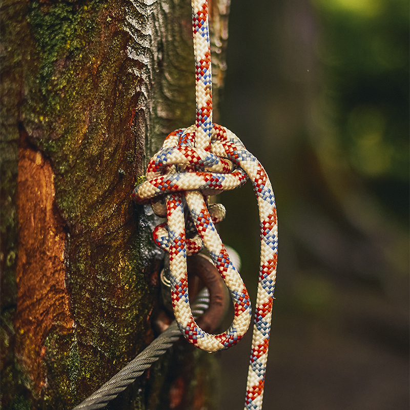 Red white and blue figure 8 on a bight knot tied to a tree as climbing belay