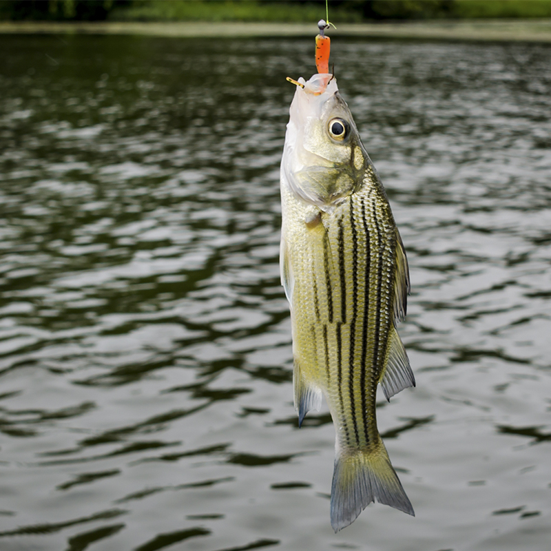 Bass fishing newcomer here. Grew up fishing saltwater with