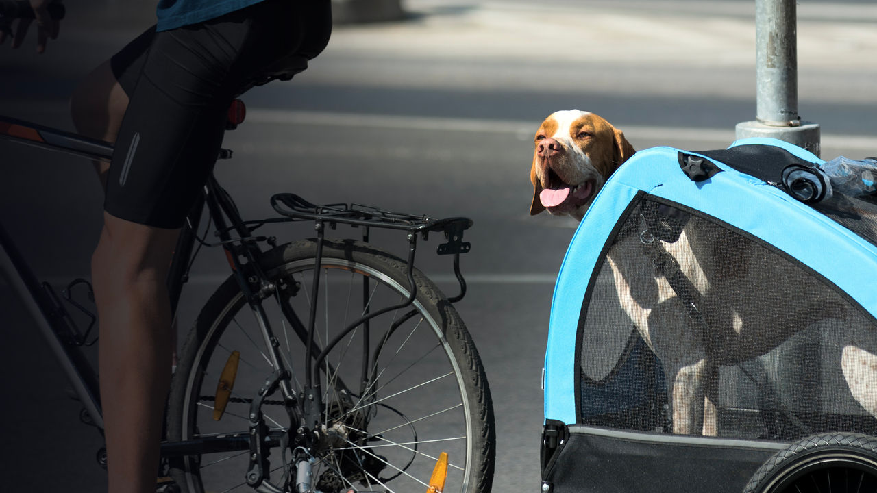 Dog being carried by bicyclist in a trailer box