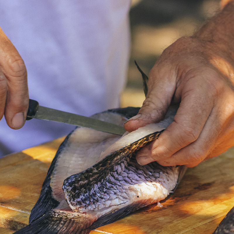 A man cuts a fresh fish open