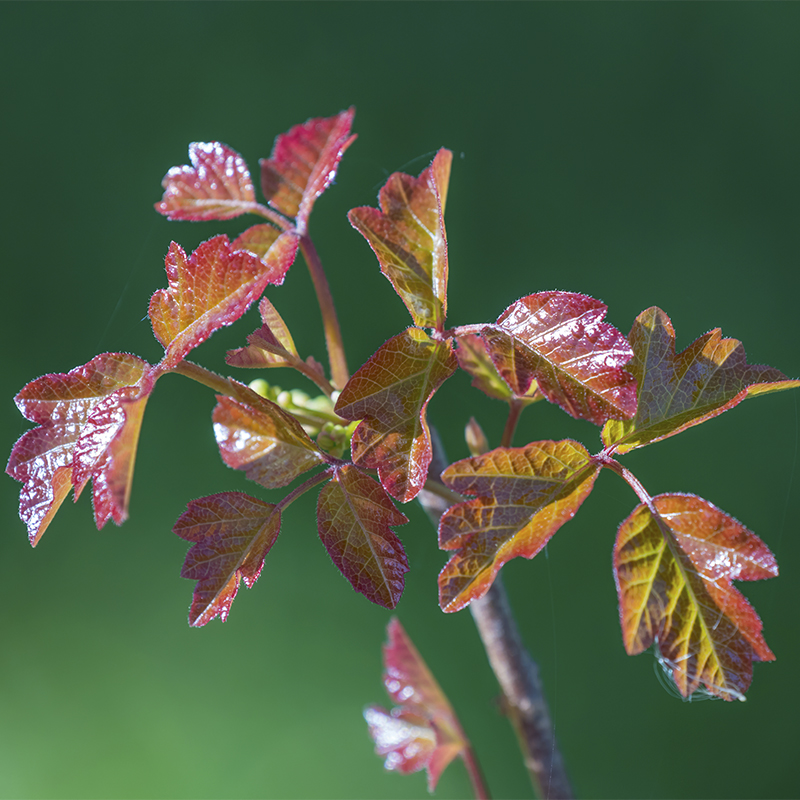 Poison oak in spring, shiny red and green leaves of young plant close up 
