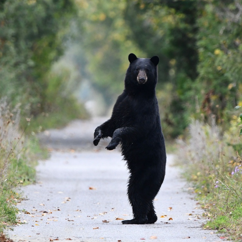 How To Survive A Bear Encounter how-to-survive-a-bear-encounter