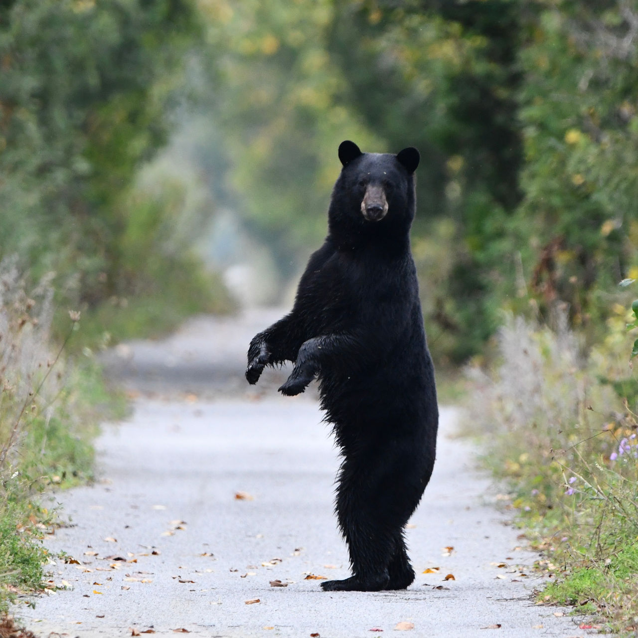 Black Bear sees people walking on trail and stands up on hind feet for a better look before returning to forest