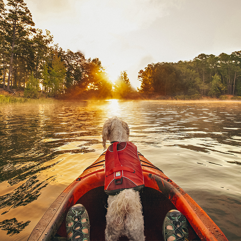 A dog leans forward on a kayak with a PFD