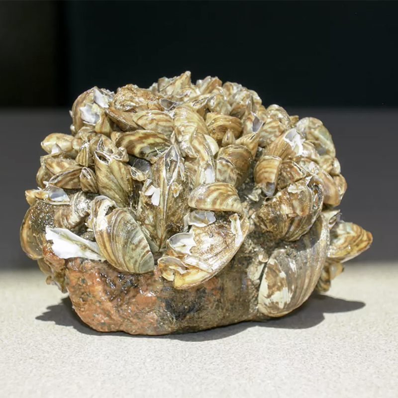 Invasive Zebra Mussels of Isle Royale National Park 