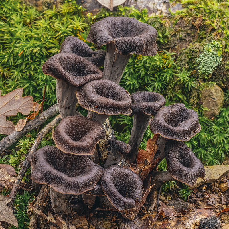 Black trumpet mushrooms found in the forest