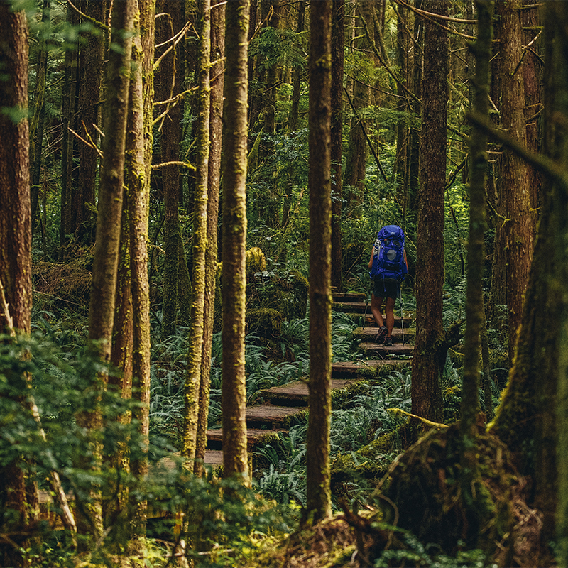 Lush trails. A woman hikes along the boardwalk trail while backpacking along the coast in Olympic National Park.