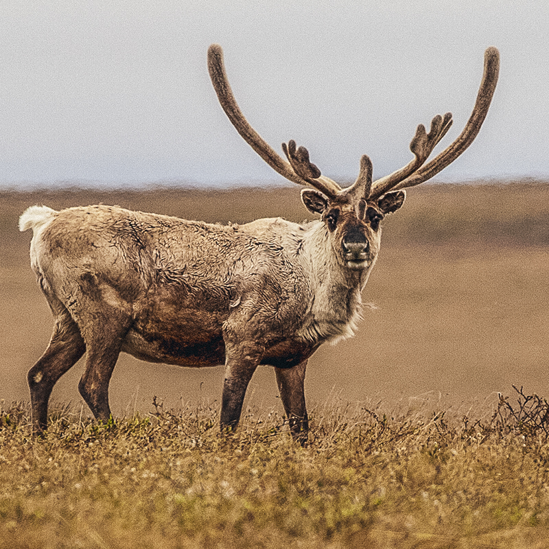 A Teshekpuk Caribou looks up at  Northeast National Petroleum Reserve in Alaska
