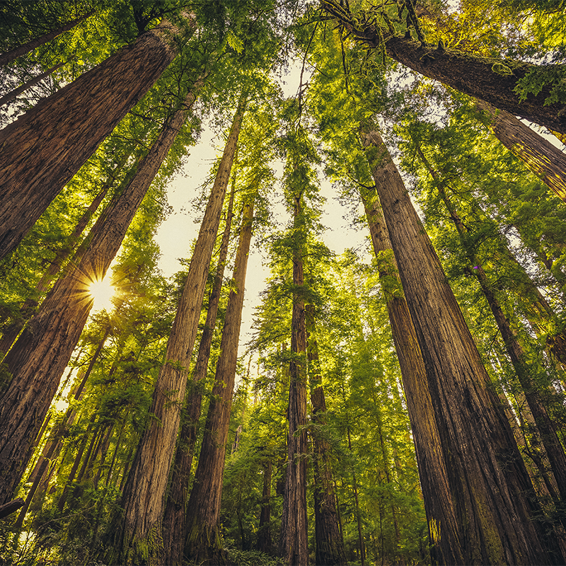 Looking up on the Redwoods at Jedediah Smith State Park, Redwoods National Park, California