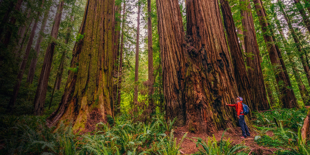 A man looks up at massive coast redwood trees in Jedediah Smith State Park's Stout Grove.