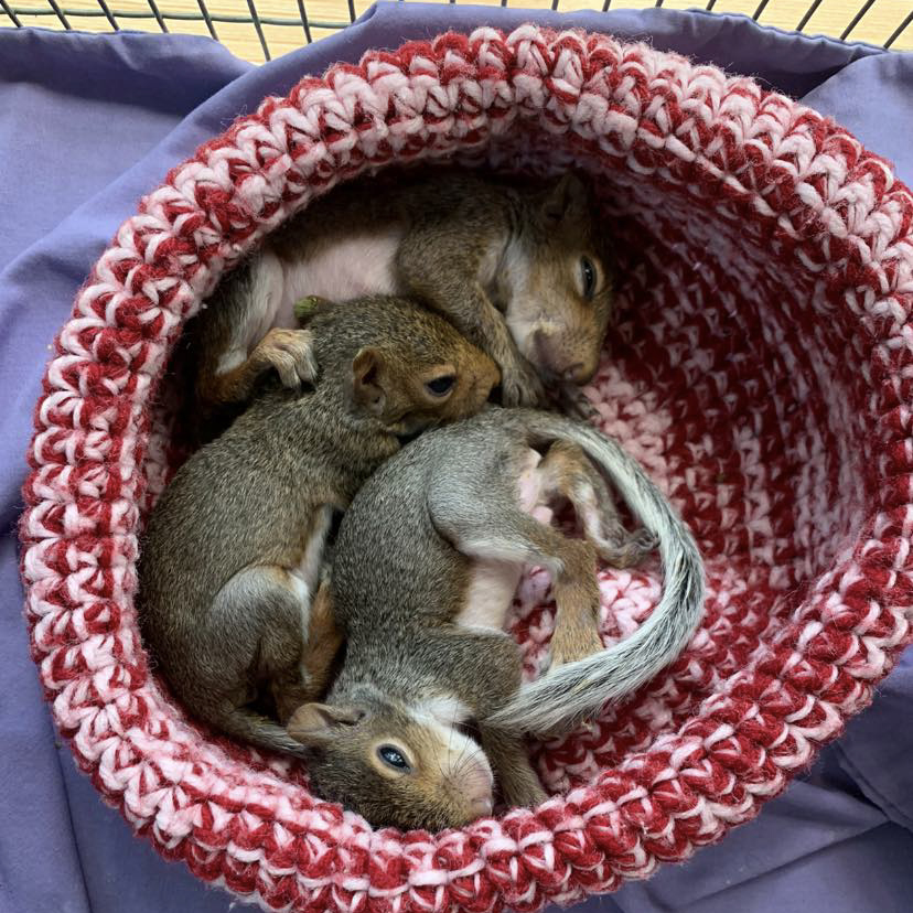 Baby squirrels at Rockfish Wildlife Sanctuary