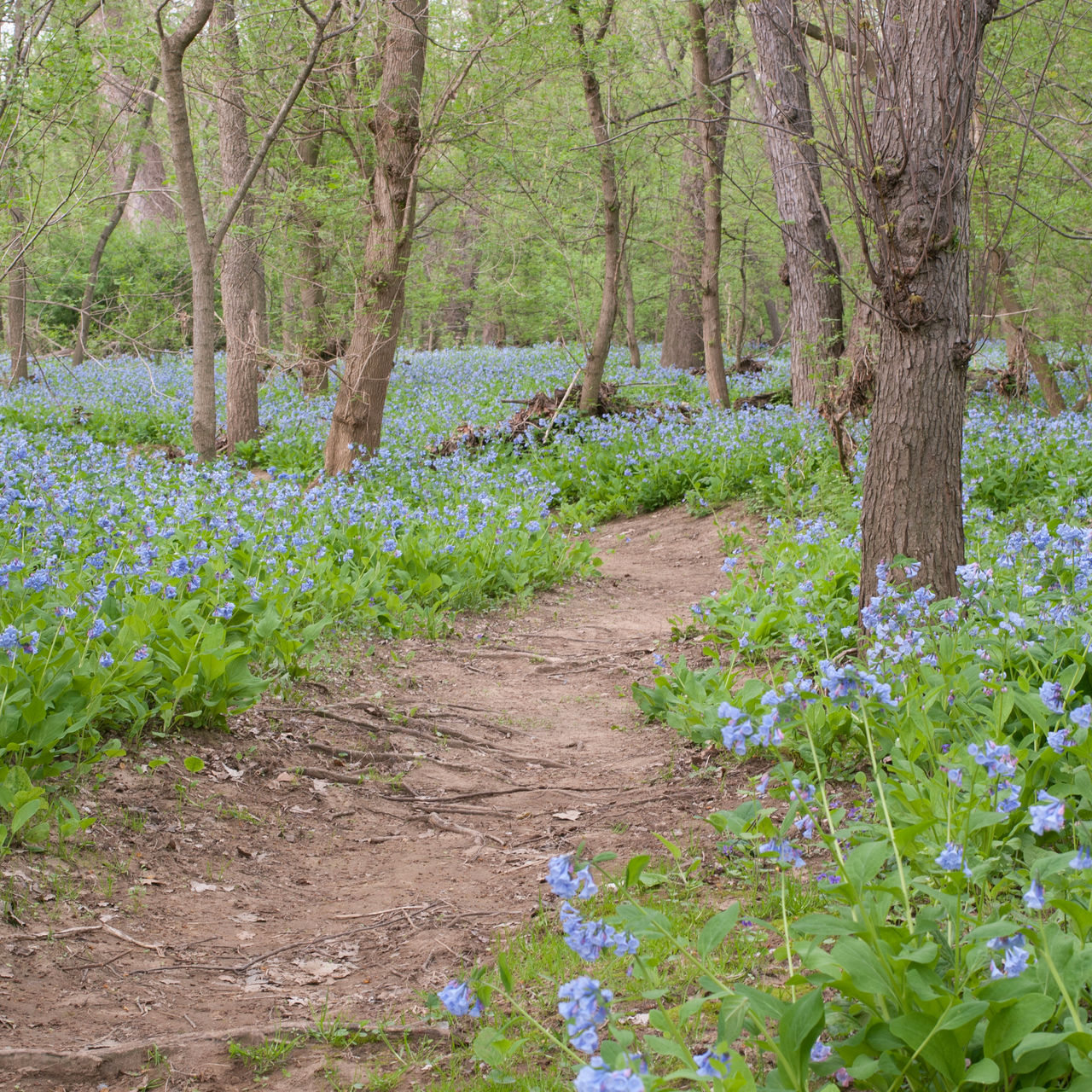 A trail in three creeks Metro park