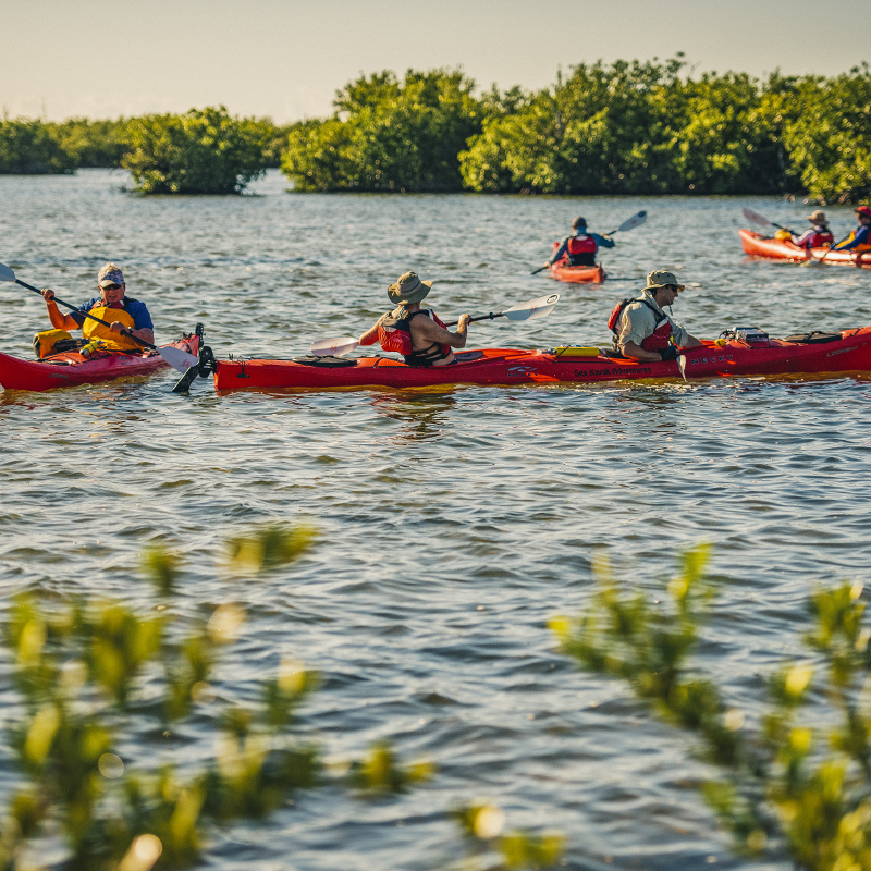 Tourists kayaking in open bay in Zapata National Park, Cuba