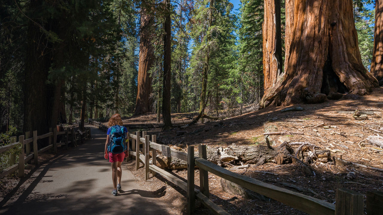 Young woman is walking and looking at the giant sequoia trees in General Grant Grove section of Kings Canyon National Park, California