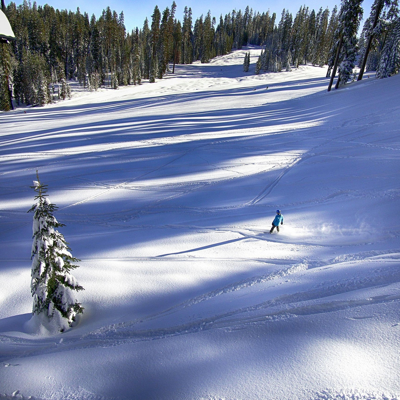 A skier at  Badger Pass Ski Area In Yosemite National Park