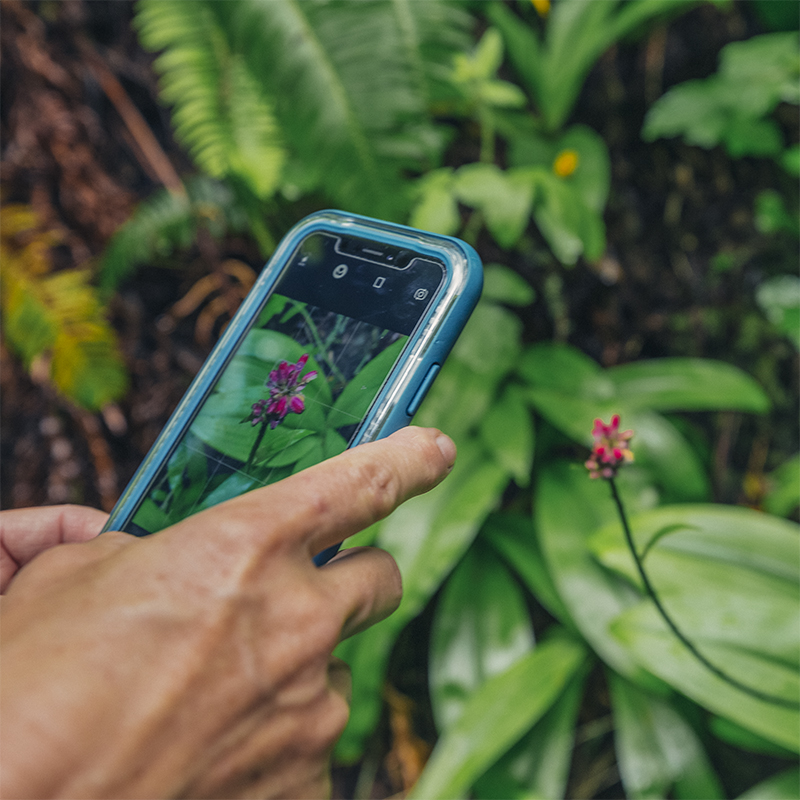 A hand holding a phone taking a picture of a flower