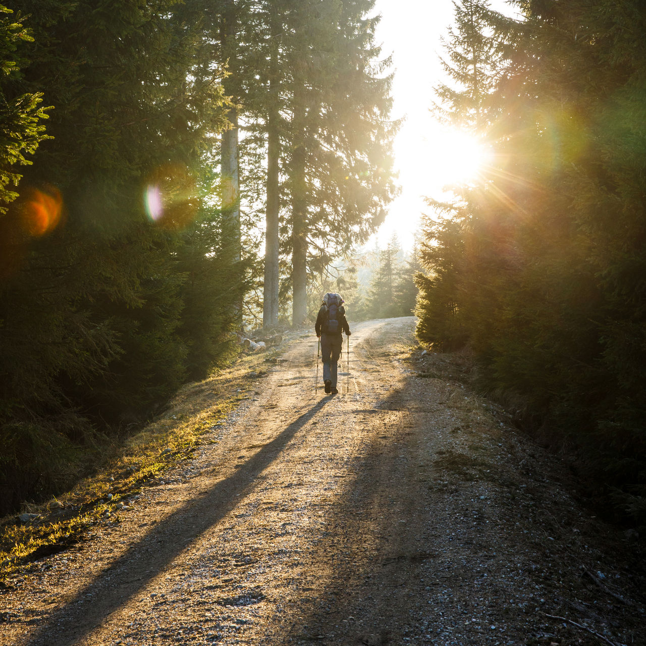 Woman hiker walking on a mountain road, sun shining through the trees, enjoying solitude. 