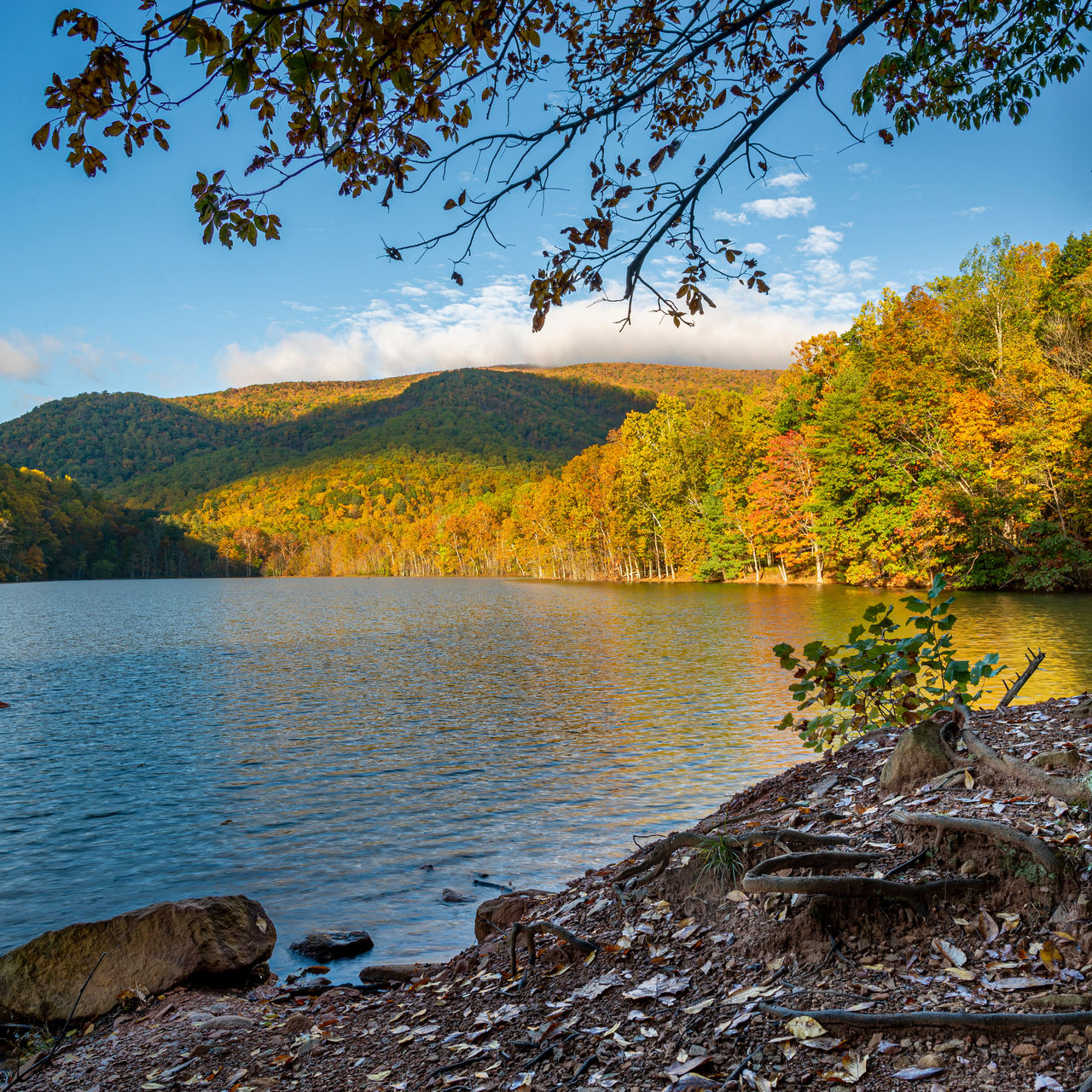 Autumn trees in first sunlight of morning along the shore of the Sugar Hollow Reservoir in central Virginia.