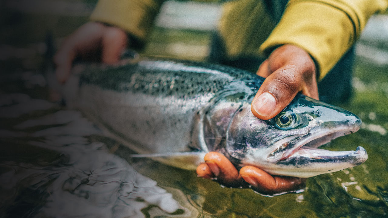 A close up of a man holding a trout in a river