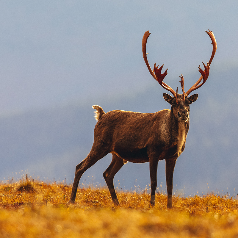 A caribou in Arctic National Wildlife Refuge, Alaska.