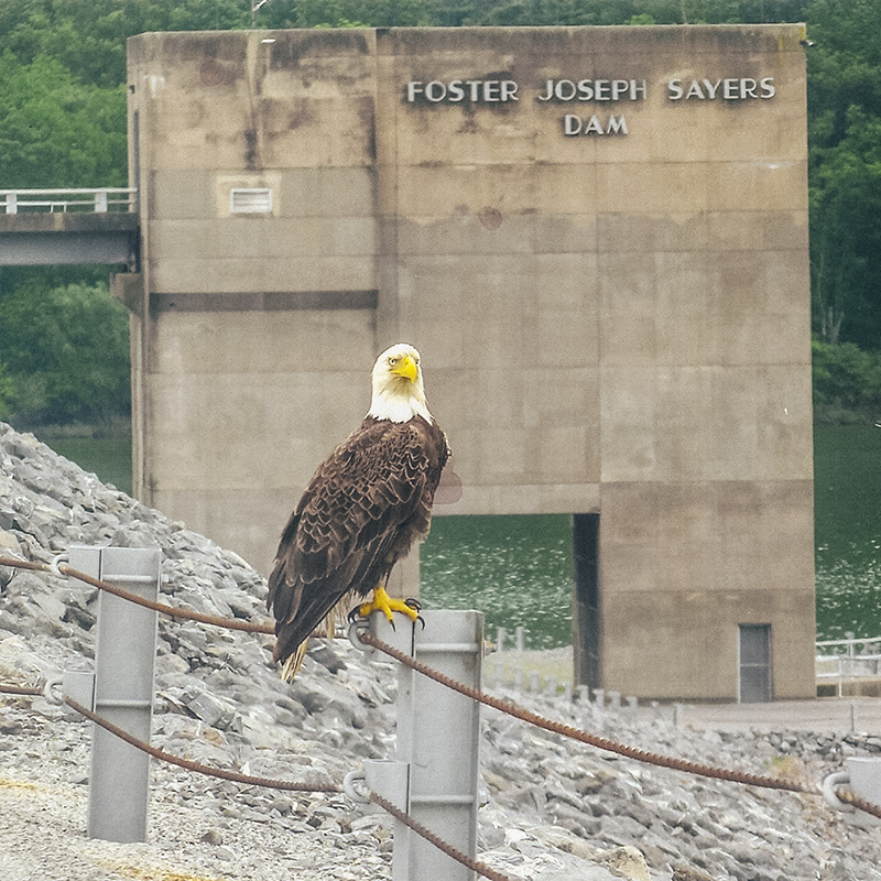 An eagle is seen at Bald Eagle State Park